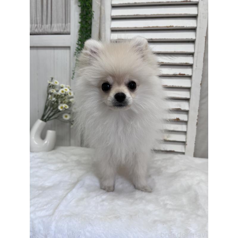 販売中の愛媛県のポメラニアン-441549の8枚目