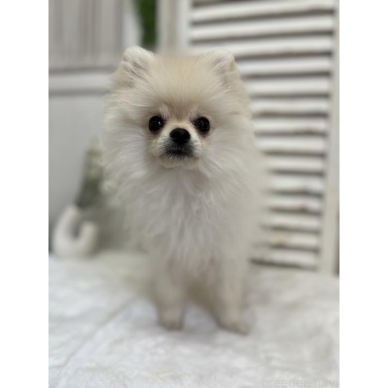 販売中の愛媛県のポメラニアン-441549の7枚目