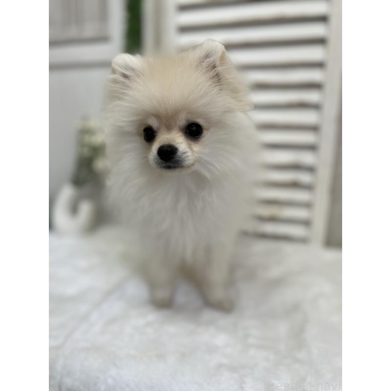 販売中の愛媛県のポメラニアン-441549の6枚目