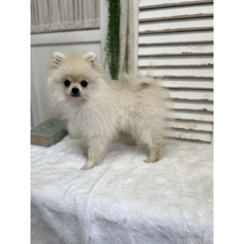 販売中の愛媛県のポメラニアン-441549の5枚目