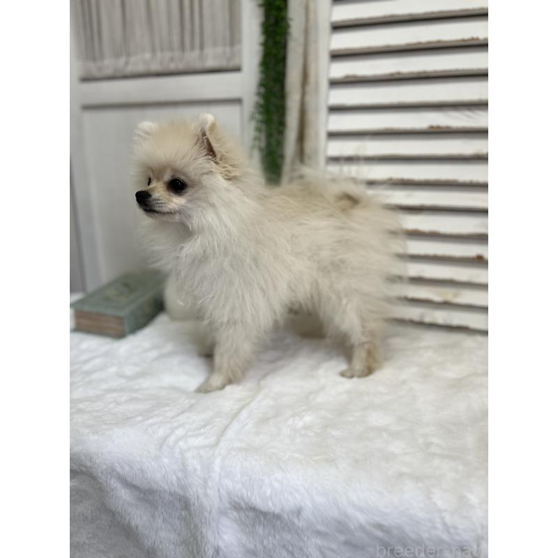 販売中の愛媛県のポメラニアン-441549の4枚目