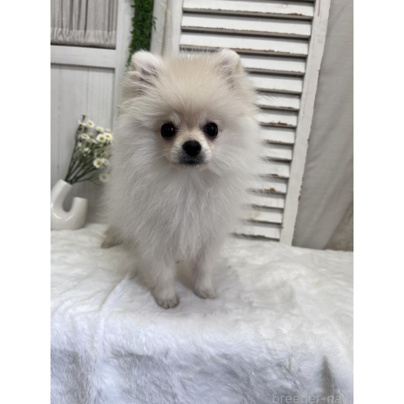 販売中の愛媛県のポメラニアン-441549の2枚目