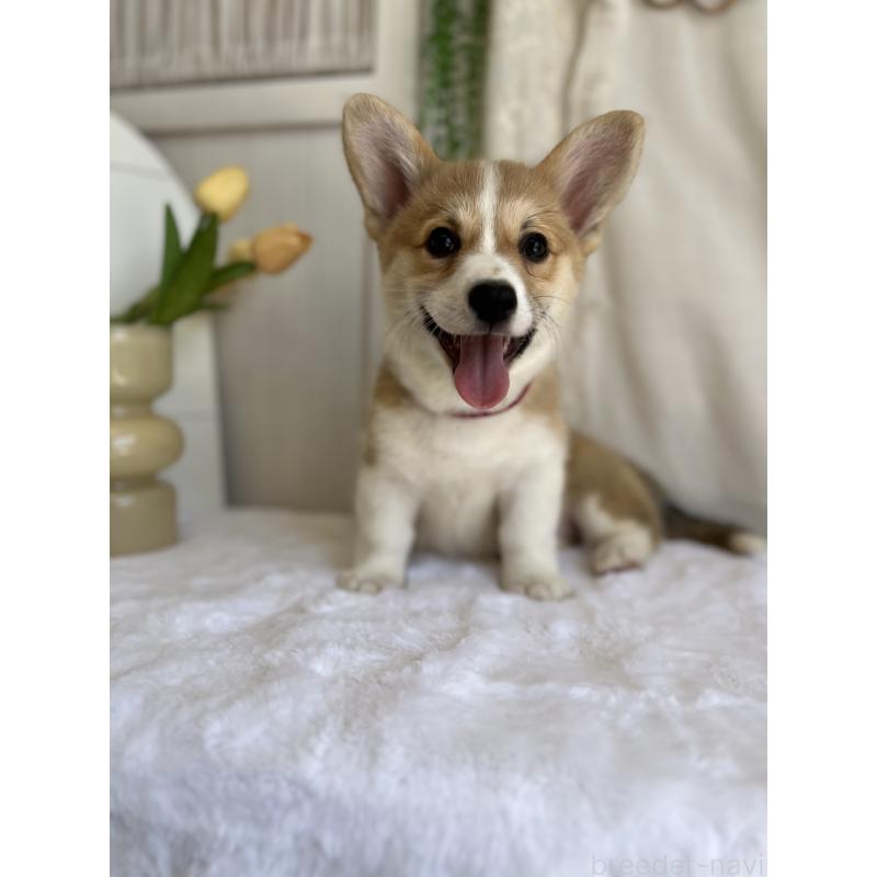 販売中の愛媛県のウェルシュコーギーペンブローク-441632の7枚目