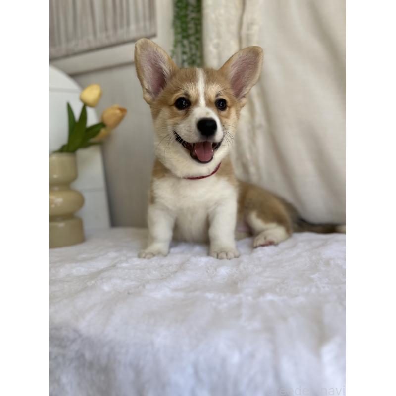 販売中の愛媛県のウェルシュコーギーペンブローク-441632の6枚目