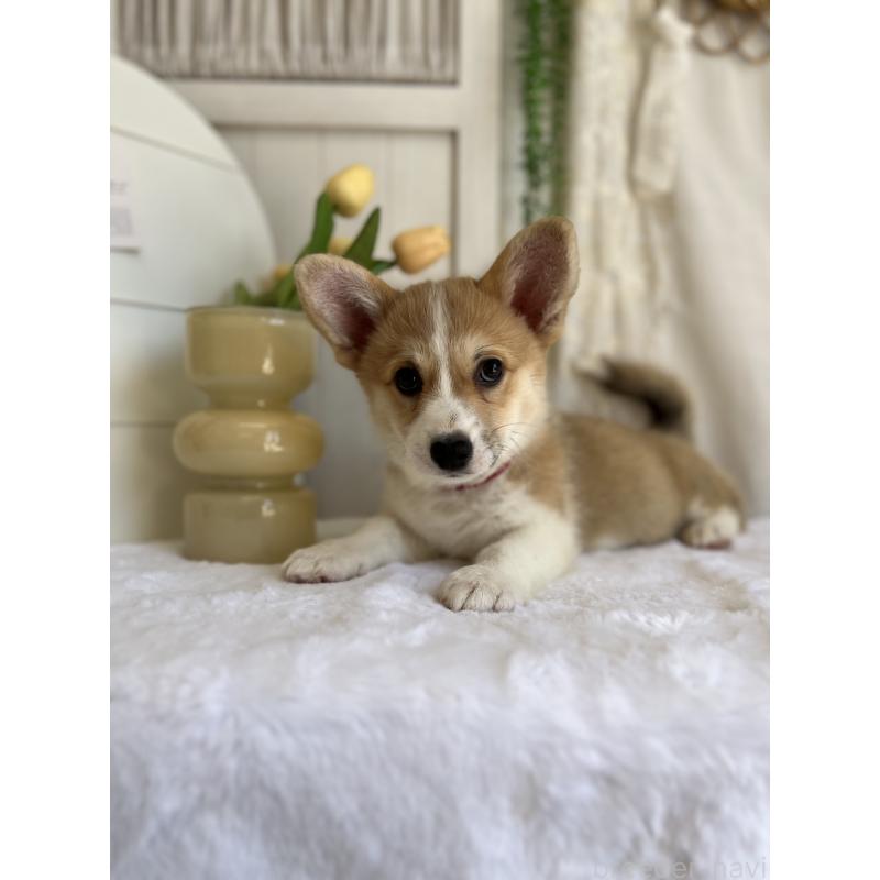 販売中の愛媛県のウェルシュコーギーペンブローク-441632の4枚目