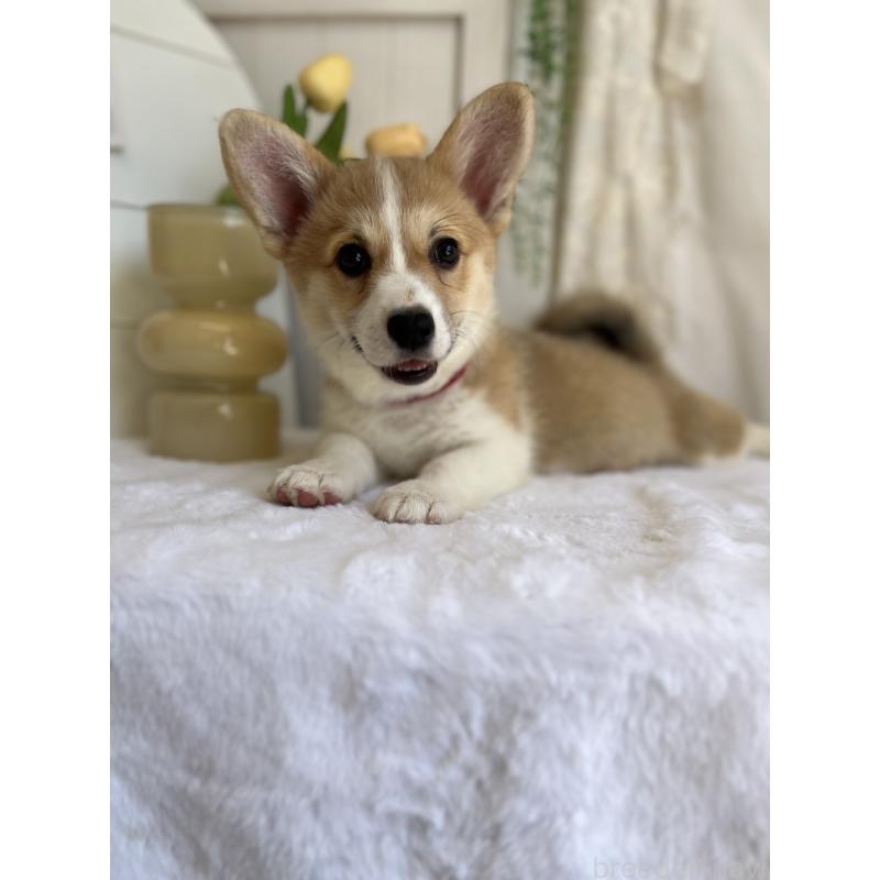 販売中の愛媛県のウェルシュコーギーペンブローク-441632の3枚目