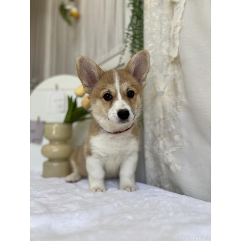 販売中の愛媛県のウェルシュコーギーペンブローク-441632の2枚目