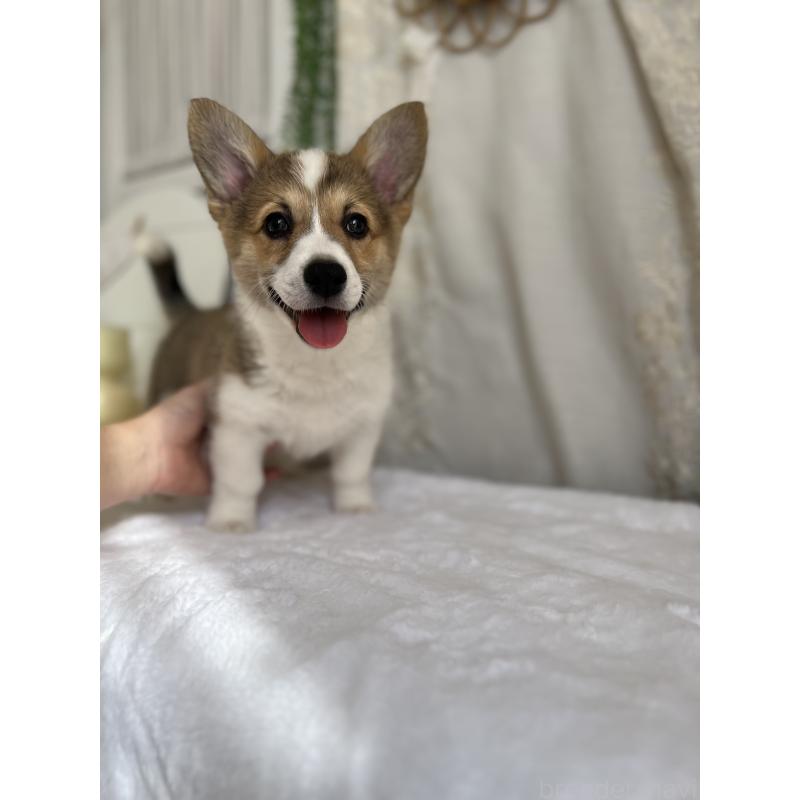 販売中の愛媛県のウェルシュコーギーペンブローク-455428の11枚目