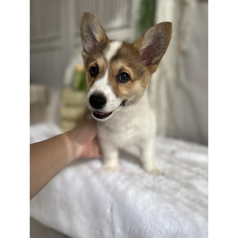 販売中の愛媛県のウェルシュコーギーペンブローク-455428の10枚目