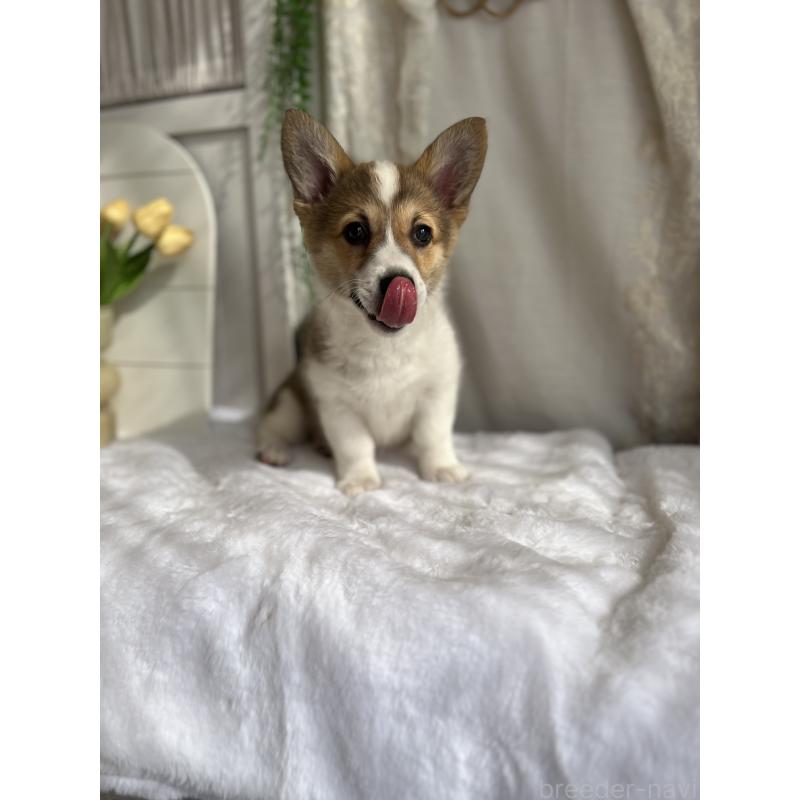 販売中の愛媛県のウェルシュコーギーペンブローク-455428の8枚目