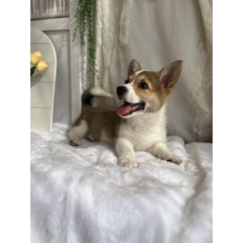 販売中の愛媛県のウェルシュコーギーペンブローク-455428の7枚目