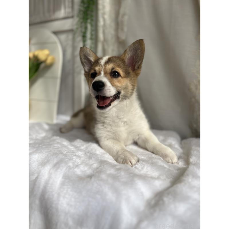 販売中の愛媛県のウェルシュコーギーペンブローク-455428の6枚目