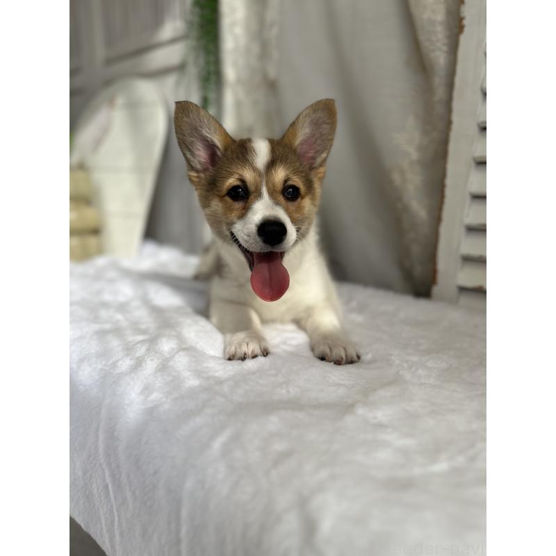 販売中の愛媛県のウェルシュコーギーペンブローク-455428の5枚目