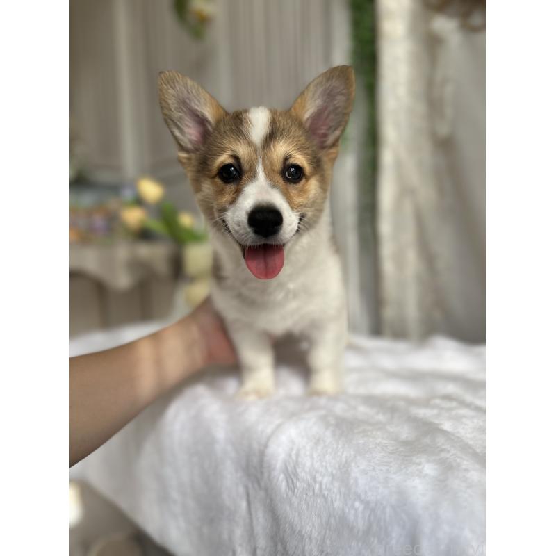 販売中の愛媛県のウェルシュコーギーペンブローク-455428の4枚目