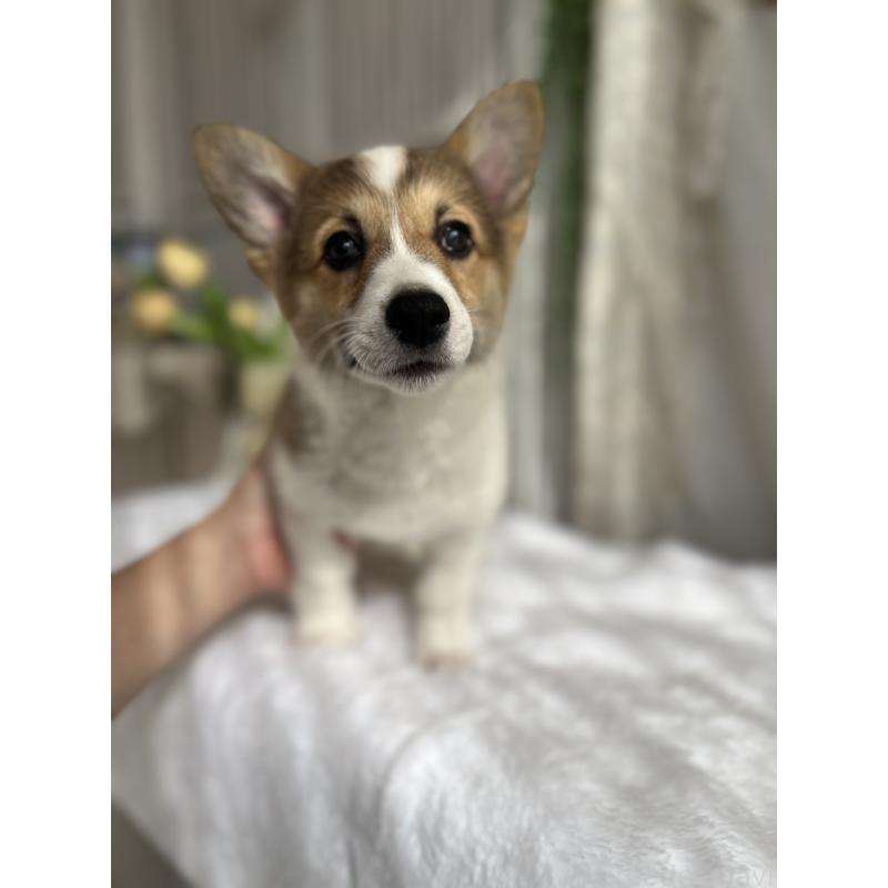 販売中の愛媛県のウェルシュコーギーペンブローク-455428の2枚目