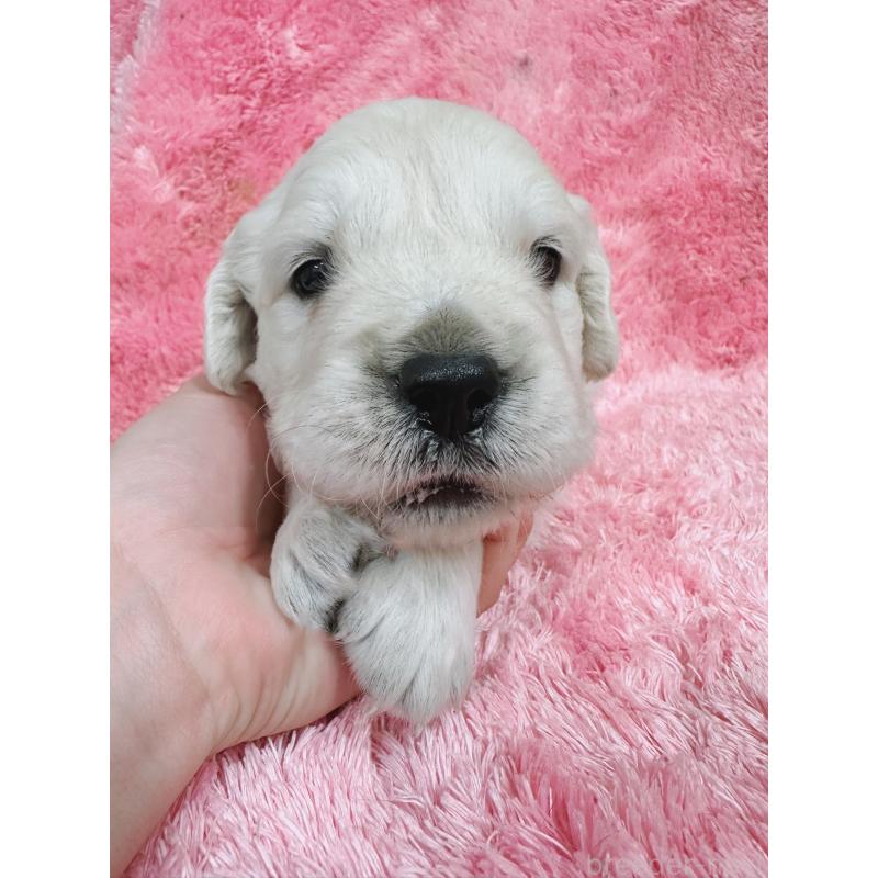 販売中の大分県のゴールデンレトリーバー-454822の7枚目