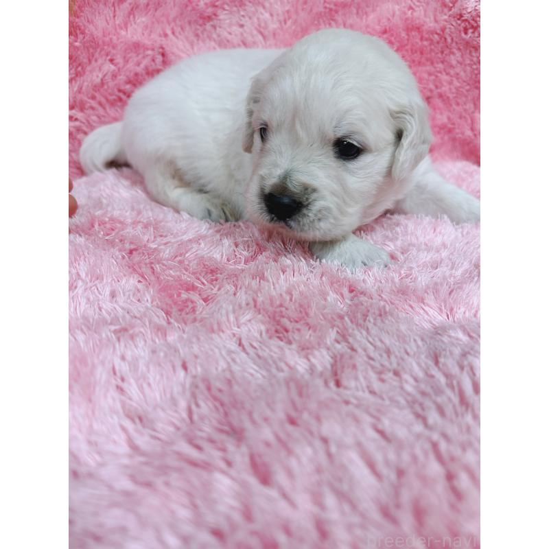 販売中の大分県のゴールデンレトリーバー-454822の5枚目