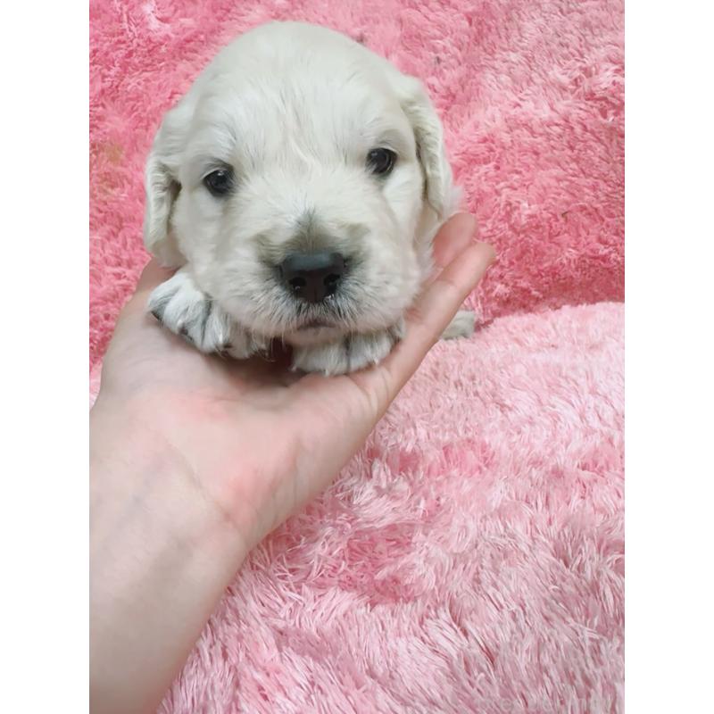 販売中の大分県のゴールデンレトリーバー-454822の4枚目