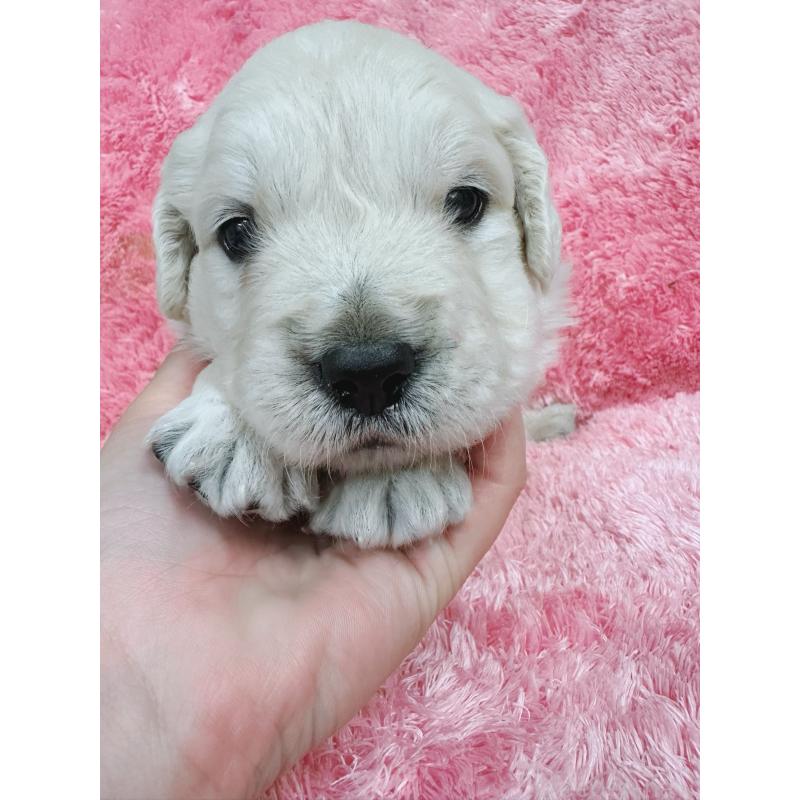 販売中の大分県のゴールデンレトリーバー-454822の3枚目