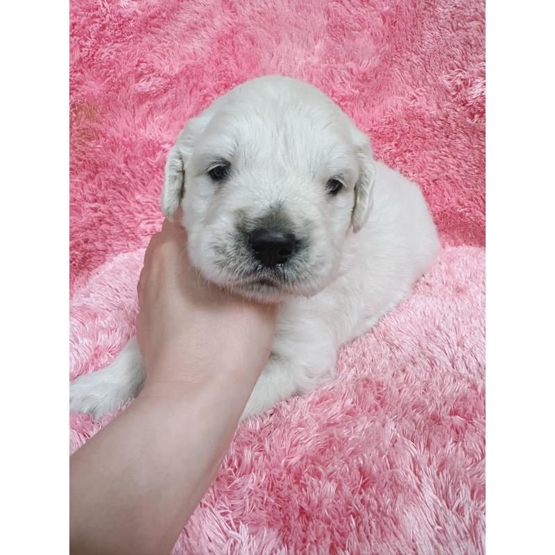 販売中の大分県のゴールデンレトリーバー-454822の2枚目