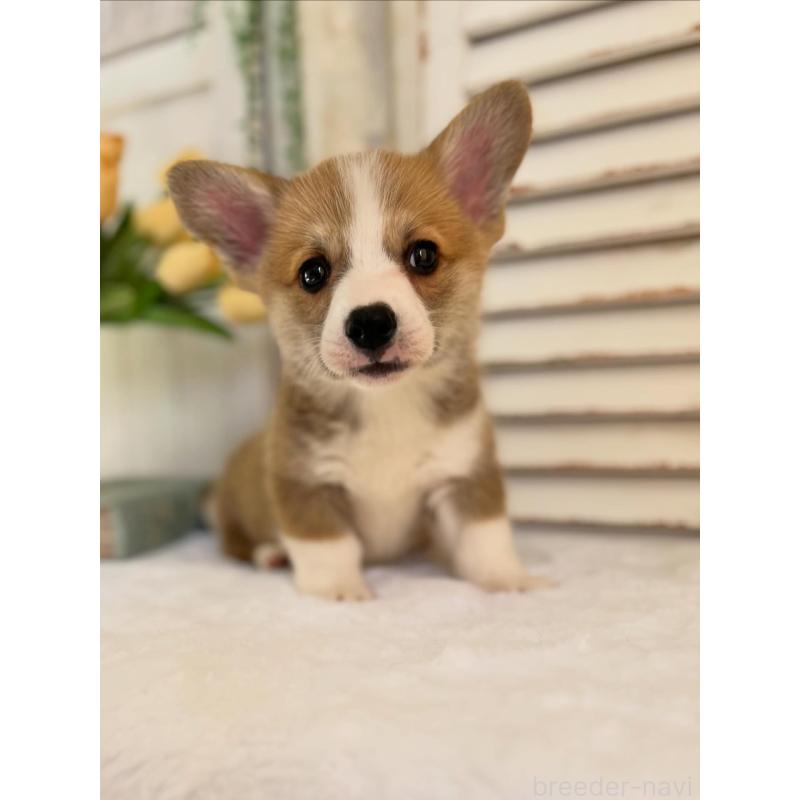 販売中の愛媛県のウェルシュコーギーペンブローク-455429の6枚目