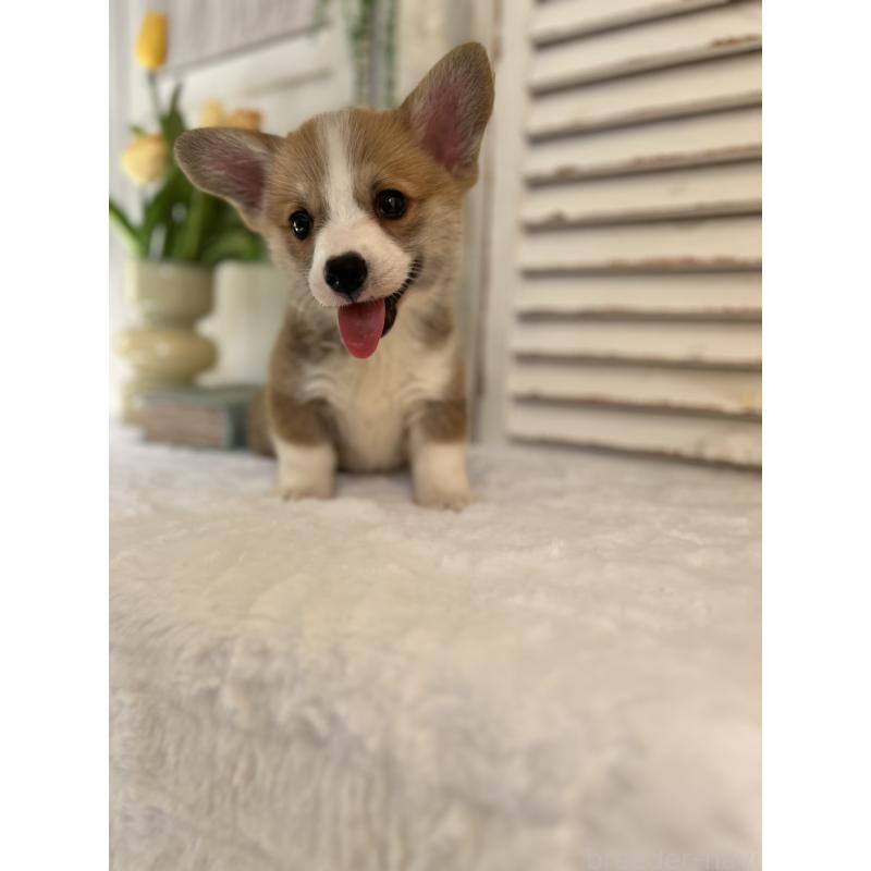 販売中の愛媛県のウェルシュコーギーペンブローク-455429の4枚目