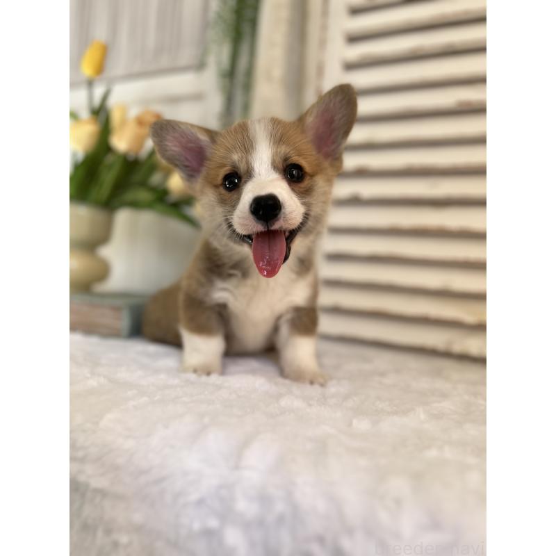 販売中の愛媛県のウェルシュコーギーペンブローク-455429の3枚目