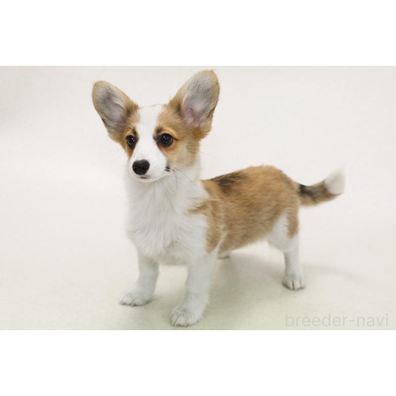 販売中の神奈川県のパピコー:パピヨン×コーギー-441450