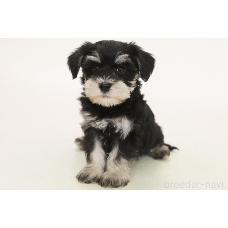 販売中の神奈川県のマルシュナ:マルチーズ×ミニチュアシュナウザー-449357