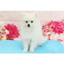 ♀︎ポメラニアン