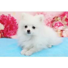 ♀︎ポメラニアン