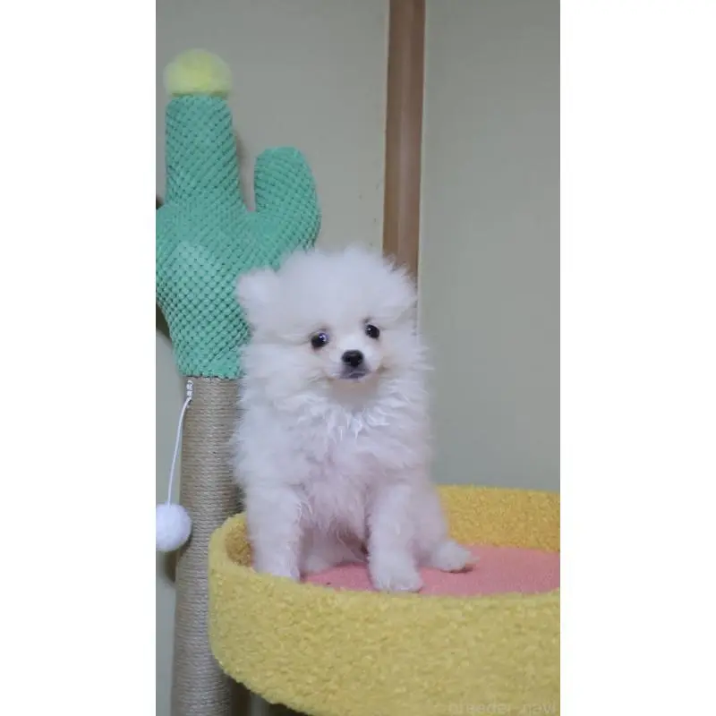 販売中の埼玉県のポメラニアン-455431の5枚目