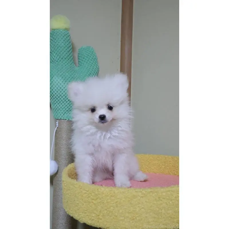 販売中の埼玉県のポメラニアン-455431の4枚目