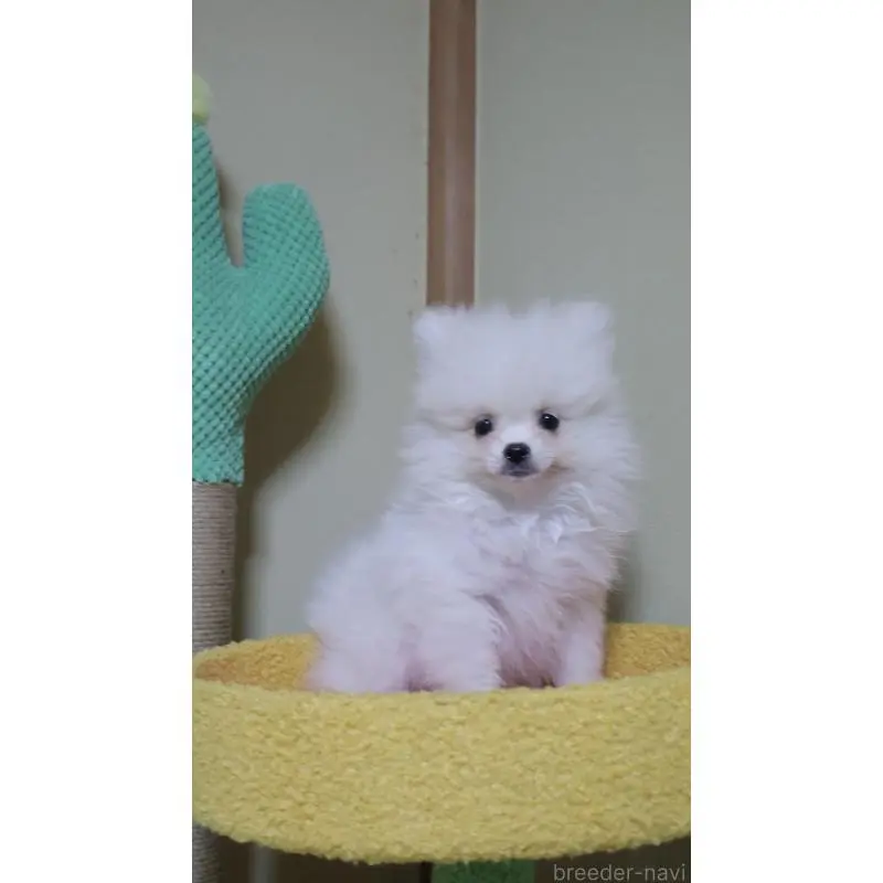 販売中の埼玉県のポメラニアン-455431の2枚目