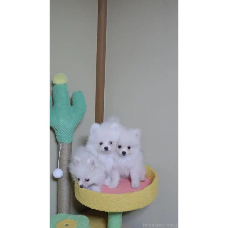 販売中の埼玉県のポメラニアン-455432の6枚目