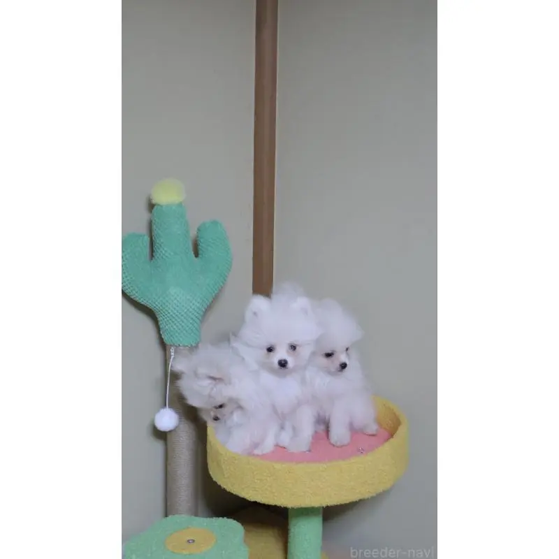 販売中の埼玉県のポメラニアン-455432の5枚目