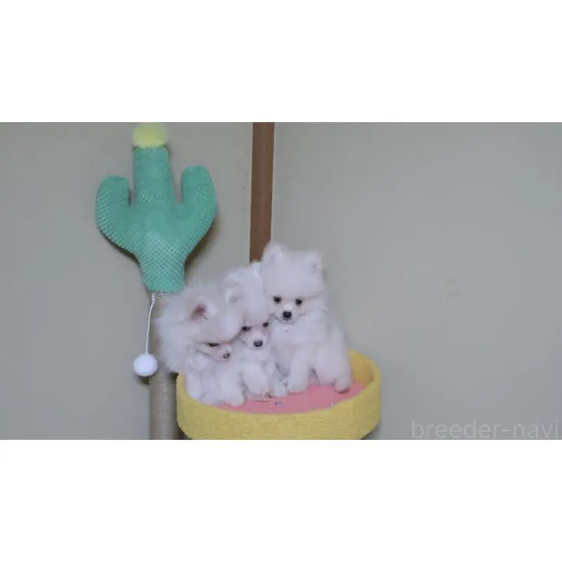 販売中の埼玉県のポメラニアン-455432の4枚目