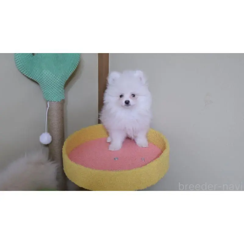 販売中の埼玉県のポメラニアン-455432の3枚目