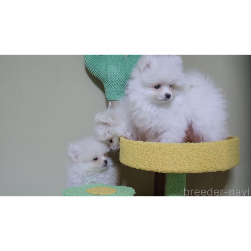 販売中の埼玉県のポメラニアン-455433の5枚目