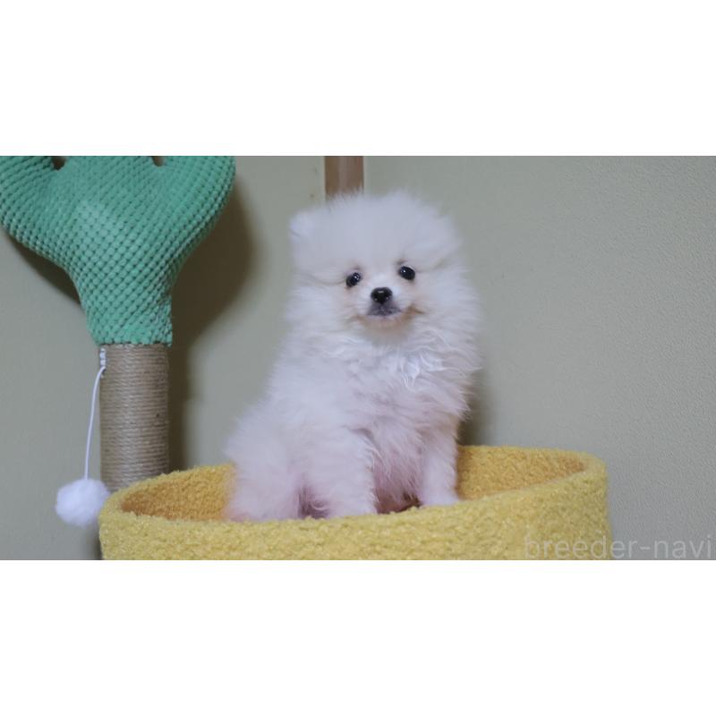 販売中の埼玉県のポメラニアン-455433の4枚目