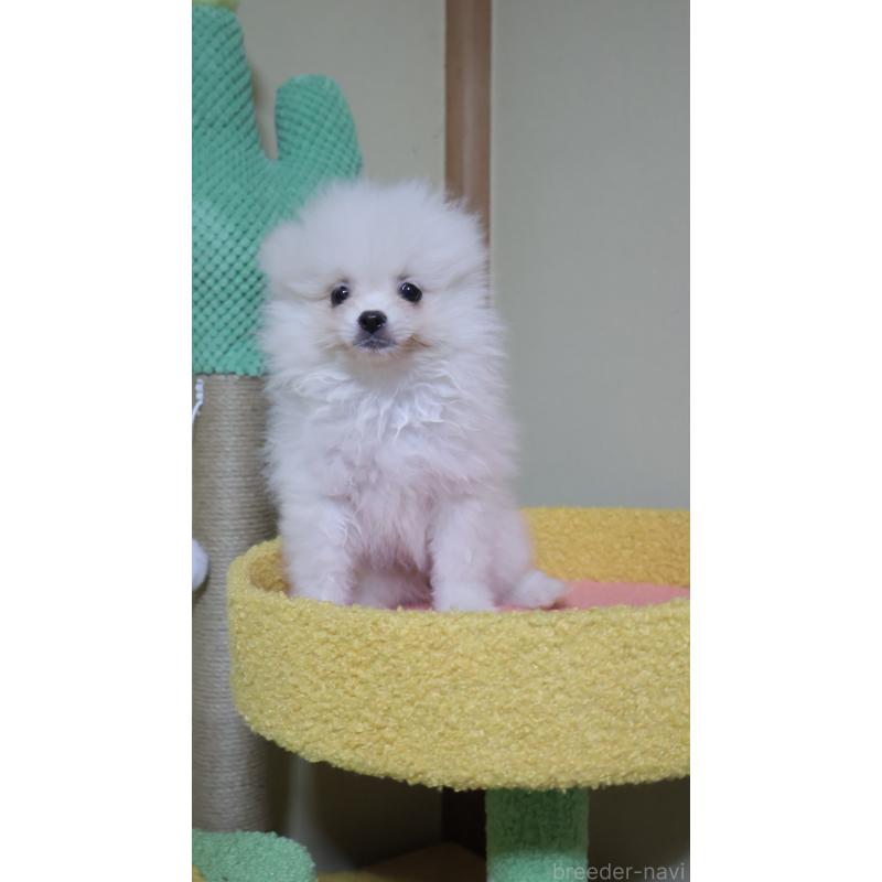 販売中の埼玉県のポメラニアン-455433の2枚目