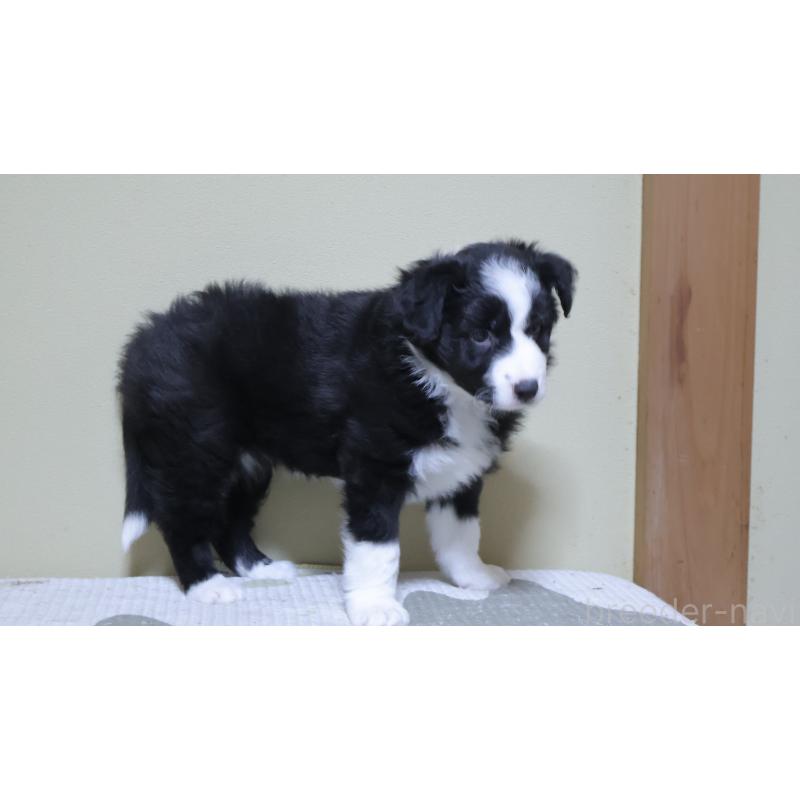 販売中の埼玉県のボーダーコリー-455434の6枚目