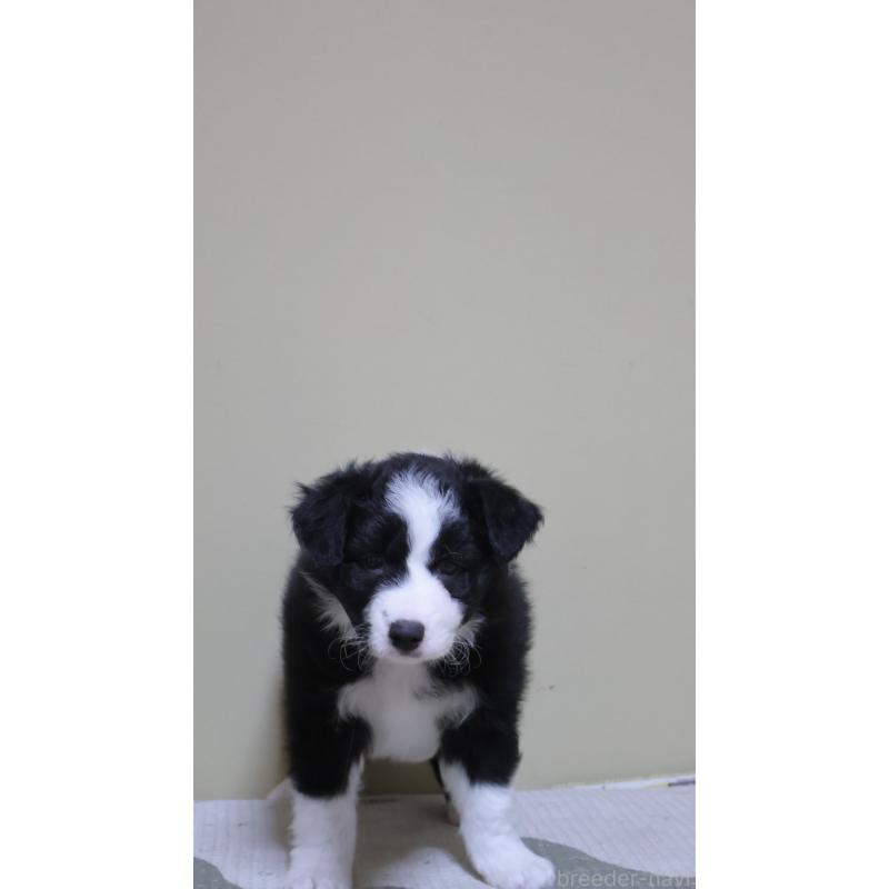 販売中の埼玉県のボーダーコリー-455434の5枚目