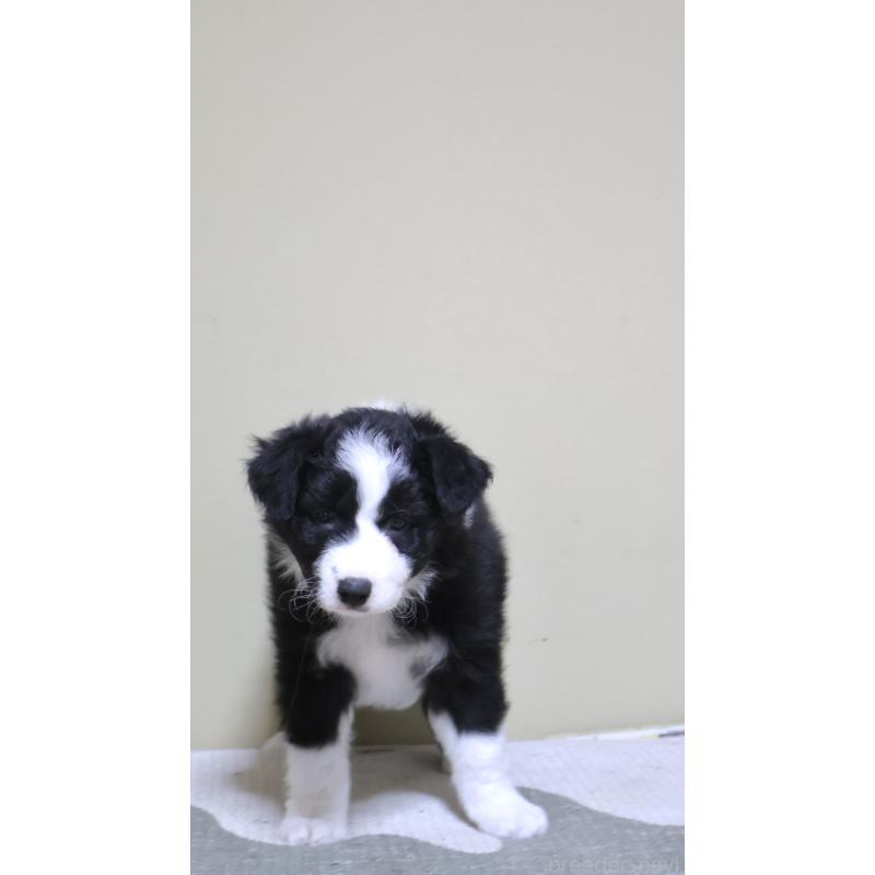 販売中の埼玉県のボーダーコリー-455434の4枚目