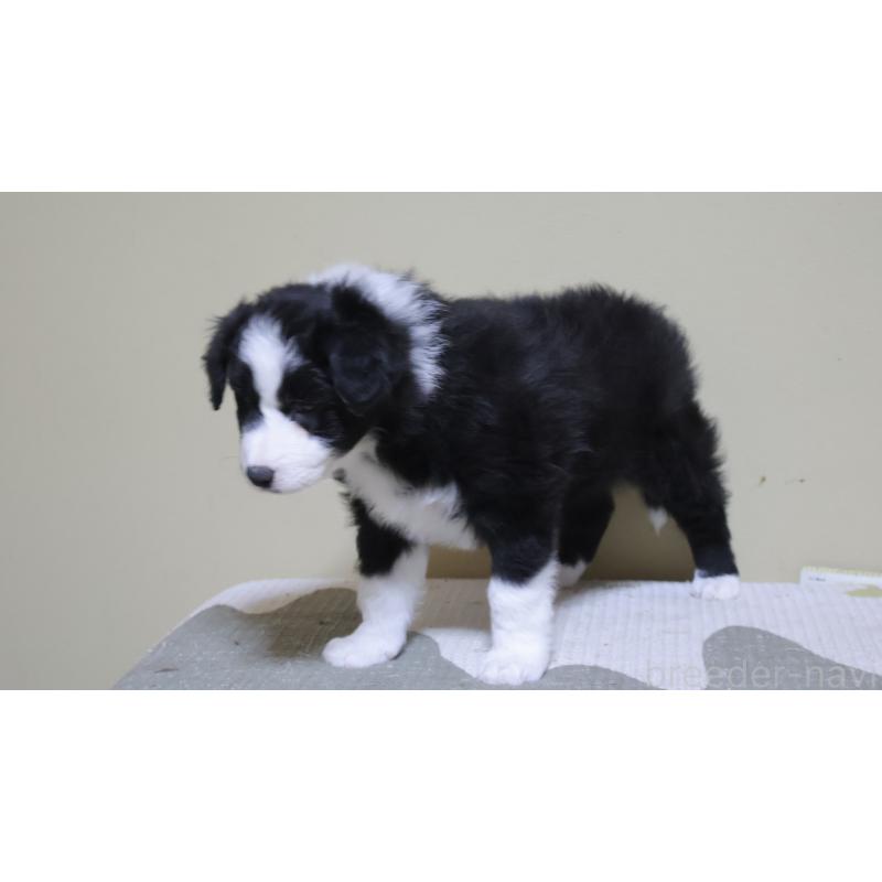 販売中の埼玉県のボーダーコリー-455434の3枚目