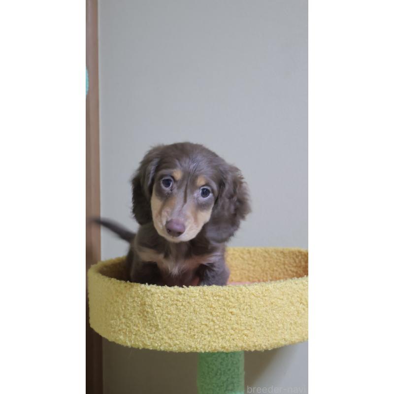 販売中の埼玉県のミニチュアダックスフンド(ロングヘアード)-455435の5枚目