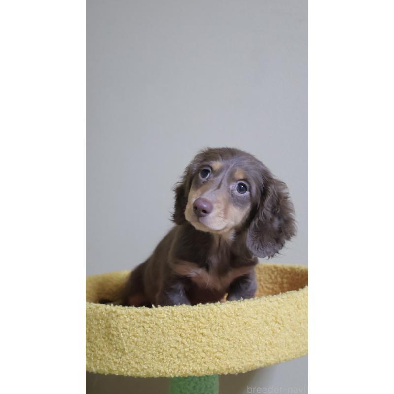 販売中の埼玉県のミニチュアダックスフンド(ロングヘアード)-455435の4枚目