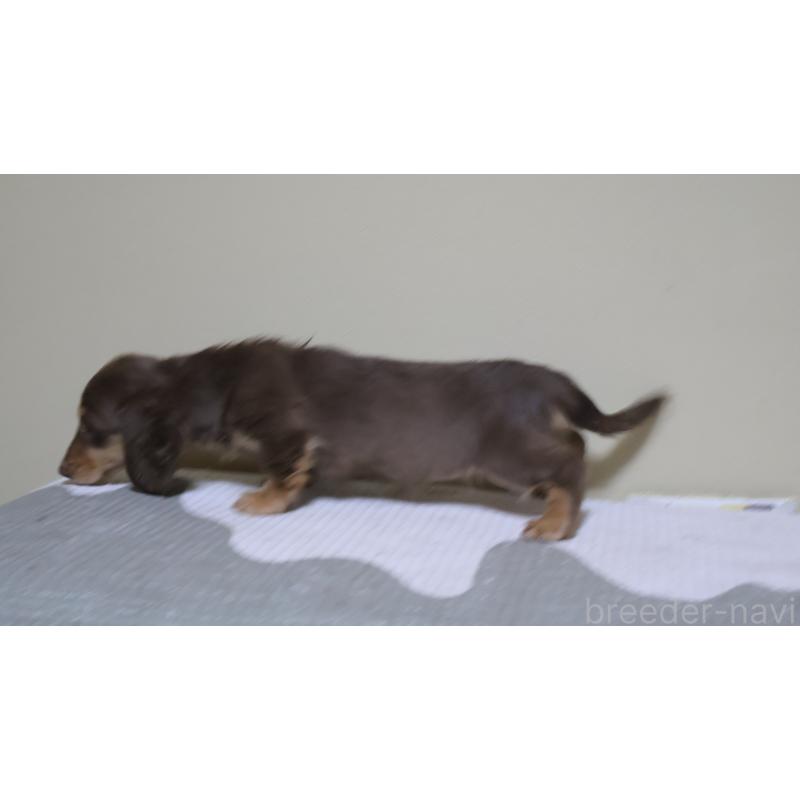 販売中の埼玉県のミニチュアダックスフンド(ロングヘアード)-455435の2枚目