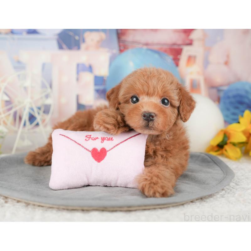 販売中の茨城県のトイプードル-455728の11枚目