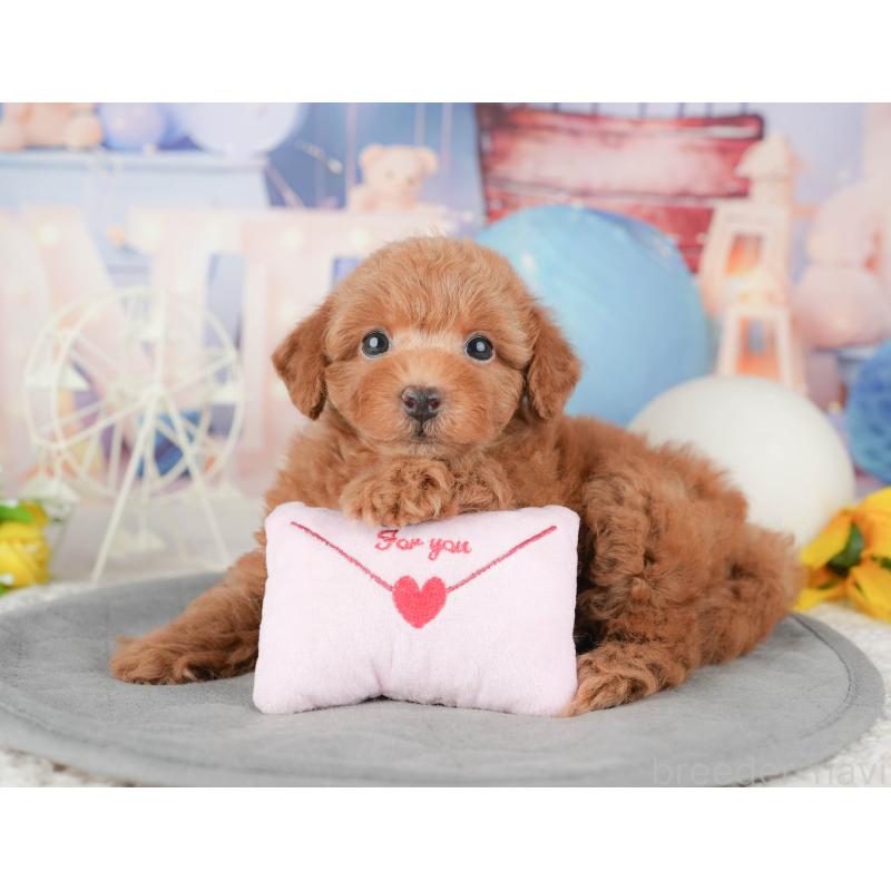 販売中の茨城県のトイプードル-455728の10枚目